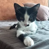 Котёнок Шуфа 4