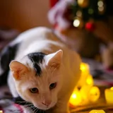 Коты, котята 3