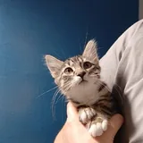 Котята 2