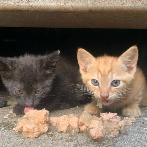 Котята