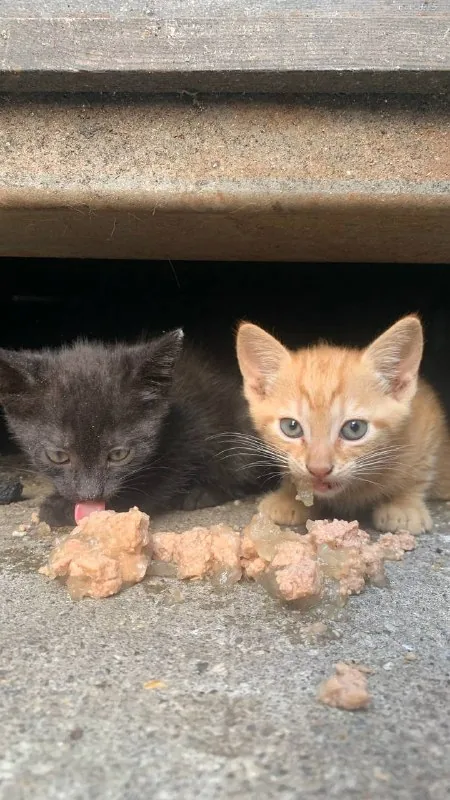 Котята