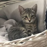 Котенок девочка 2
