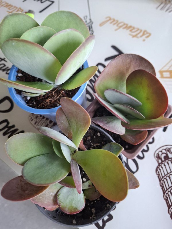 Монстеры, строманта, бегония, папоротник, традесканция, суккуленты, каланхоэ 7