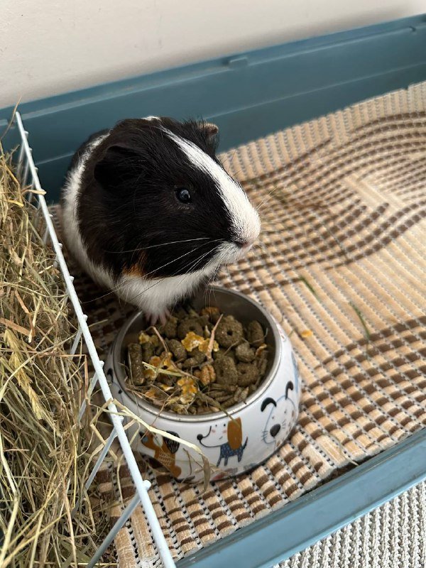 Морская свинка Пуфи с клеткой и аксессуарами