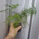Аспарагусы, хамедорея, крассула, очиток, монстеры, суккуленты 4