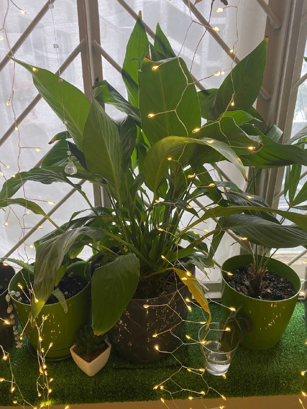 Комнатные растения 7