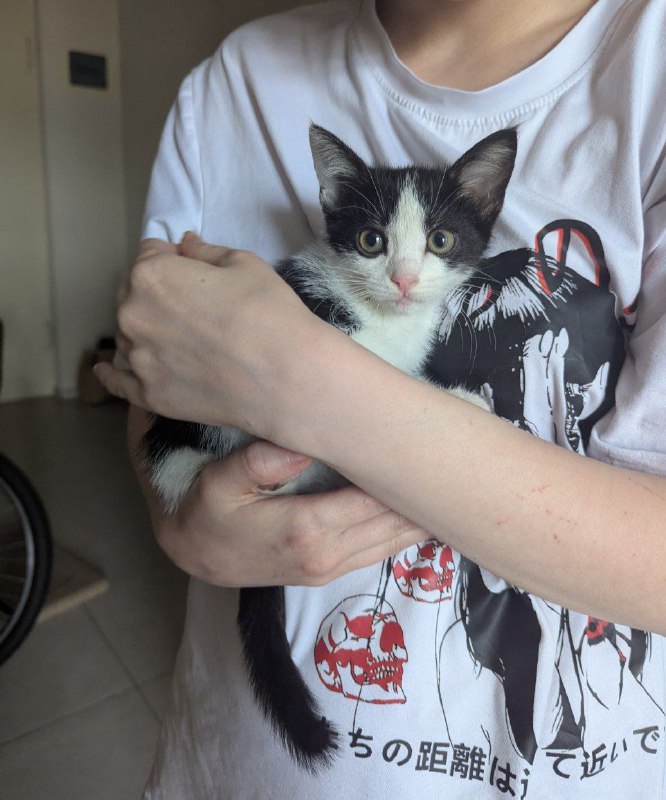 Котенок 3 месяца ищет дом 2