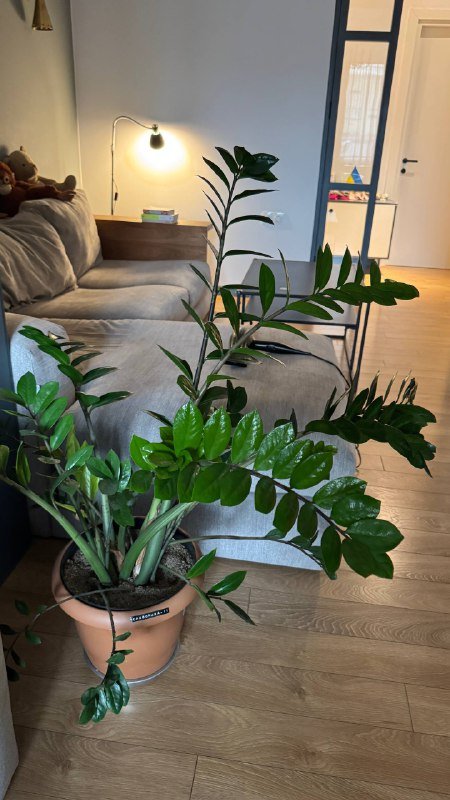 Замиокулькас