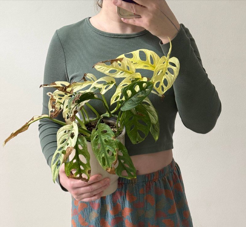 Монстера с вариегатными листьями