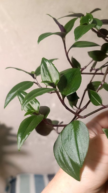 Монстера Манки, Традесканция Грин Хилл 3