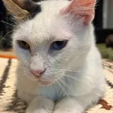 Кошка Луми ищет дом 2