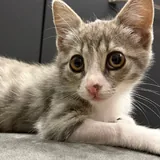Котёнок Юми 2