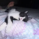 Джаспер, котёнок ищет дом 3