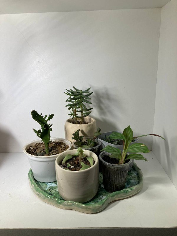 Строманта с грунтом и кашпо, набор суккулентов, Каланхоэ Федченко