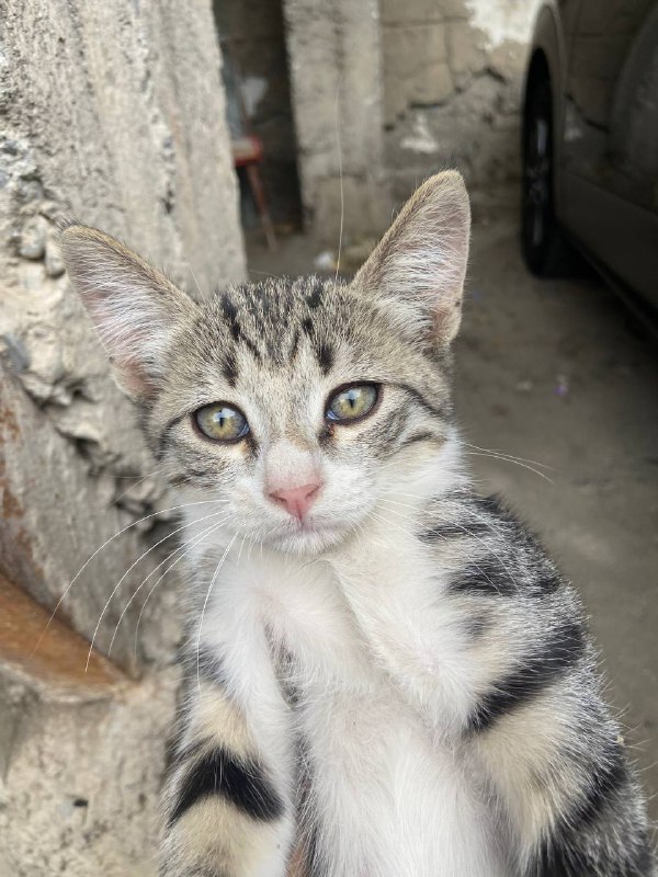 Котёнок около 2,5 месяцев ищет дом