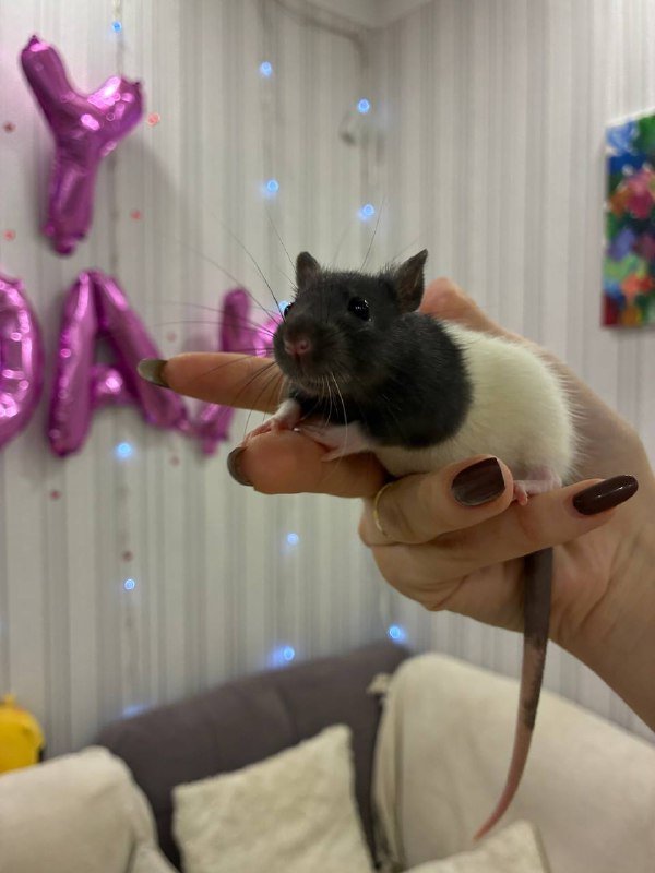Две маленькие крысы девочки