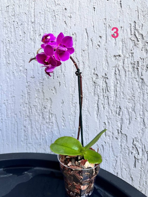 Орхидеи Phalaenopsis mini и комнатные растения 3