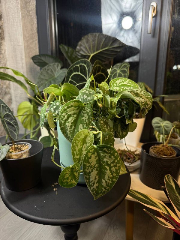 Сингониумы, сциндапсус