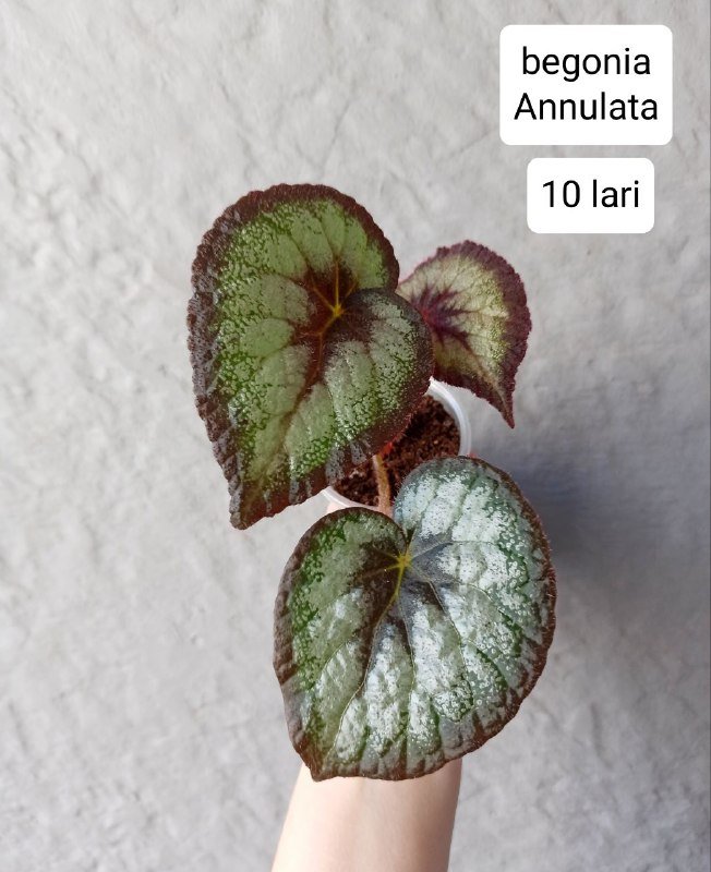 Бегонии, хойи 4