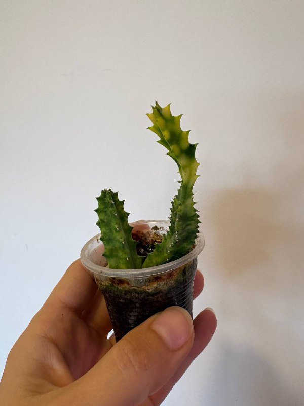 сансевиерия бонсцеленсис, гуэрния зебрина вариегатная, бегонии 2