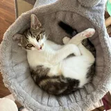 Котенок Космо, бесплатная передержка 3