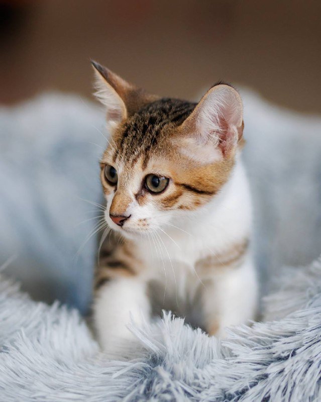 Котёнок Венечка для дома 4