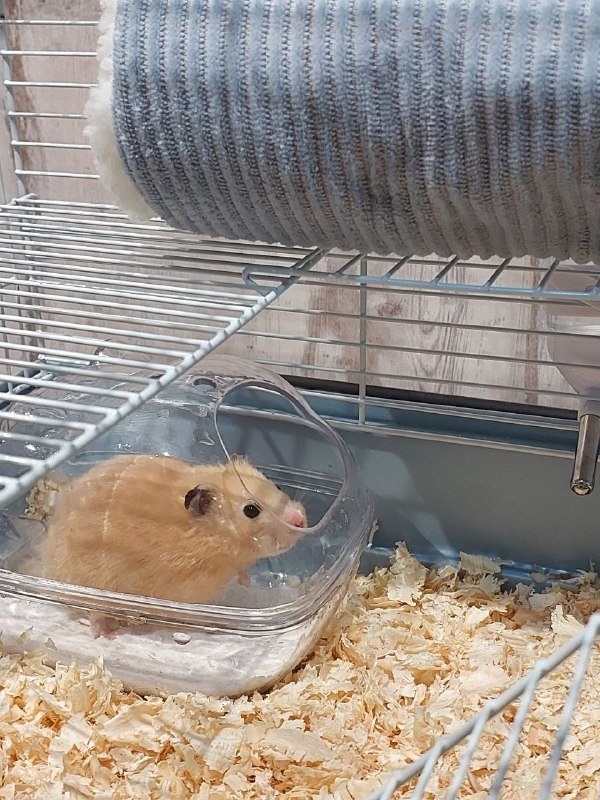 Клетка с сирийским хомяком 2