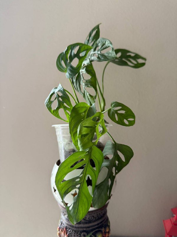 Монстера манки домашнее растение