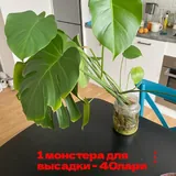 Монстеры, фикусы 2