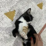 Ласковый котёнок ищет добрый дом 2
