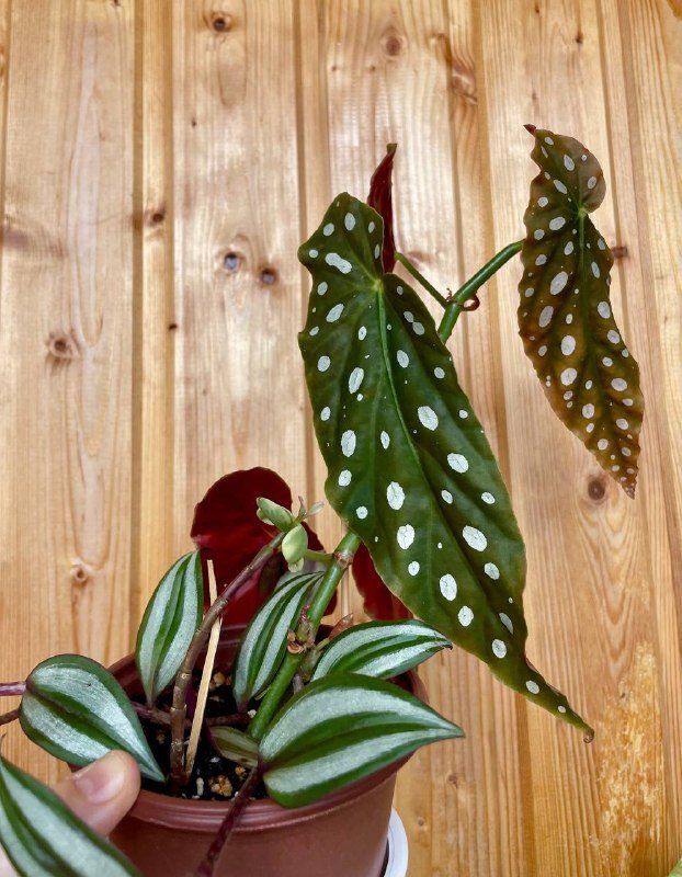 Бегония макулата, традесканция зебрина