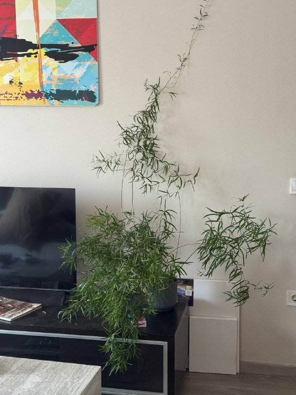 Аспарагус перистый большое комнатное растение 9