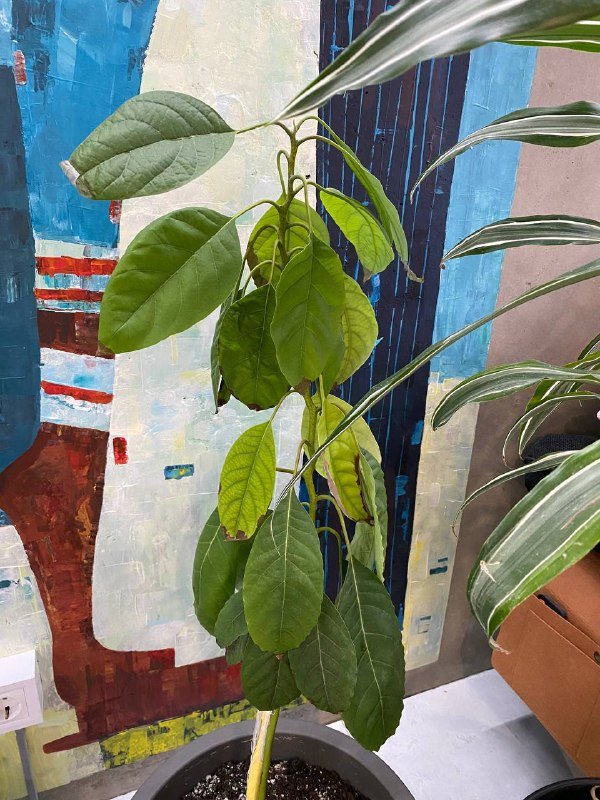 Монстера, Драцена, Авокадо, весы Xiaomi, лампа для растений, игрушки, коврик для йоги, валик, резинка 3