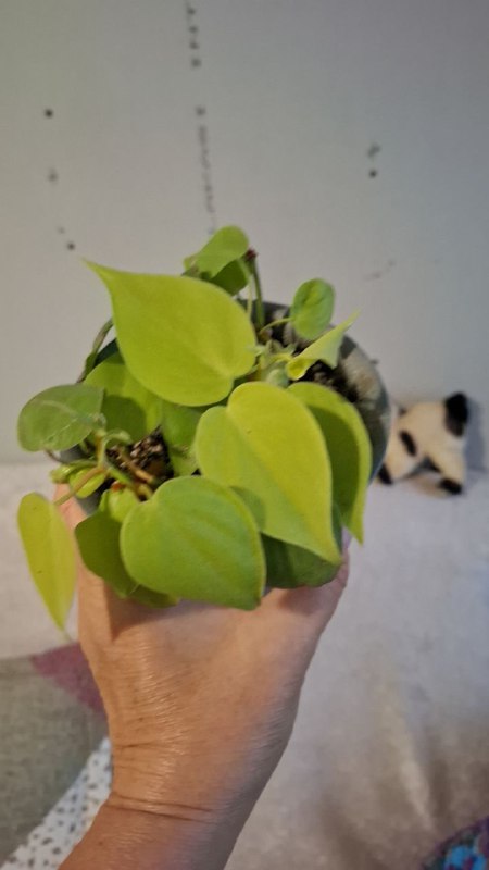 Монстера, папоротники, эпипремнум, тралесканция, традесканция, сингониум, композиции растений 9