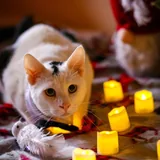 Коты Финдус и Ако ищут дом 3