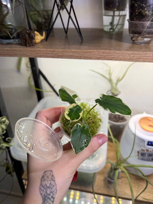 Алоказия Mickey Mouse растение