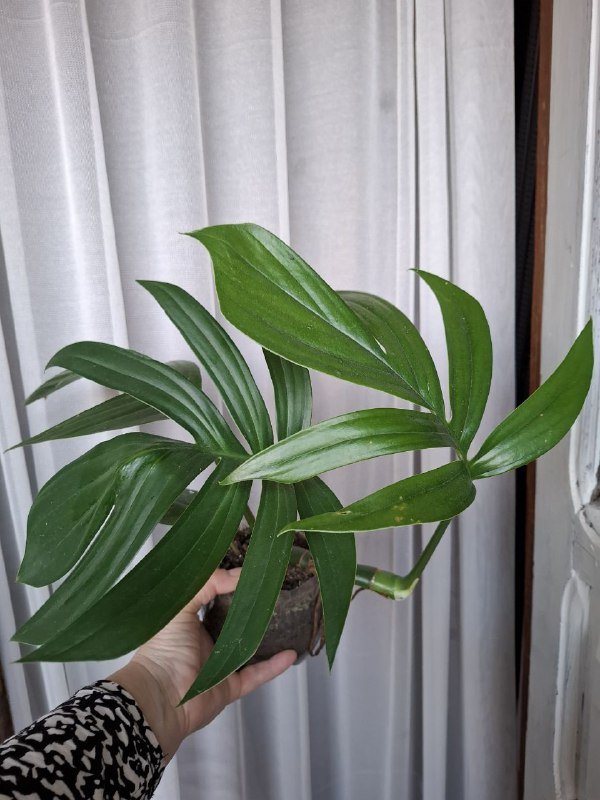 Монстеры, строманта, бегония, папоротник, традесканция, суккуленты, каланхоэ 3