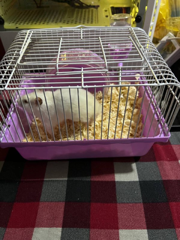 Хомяк с клеткой