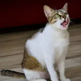 Кошечка Лапка 3