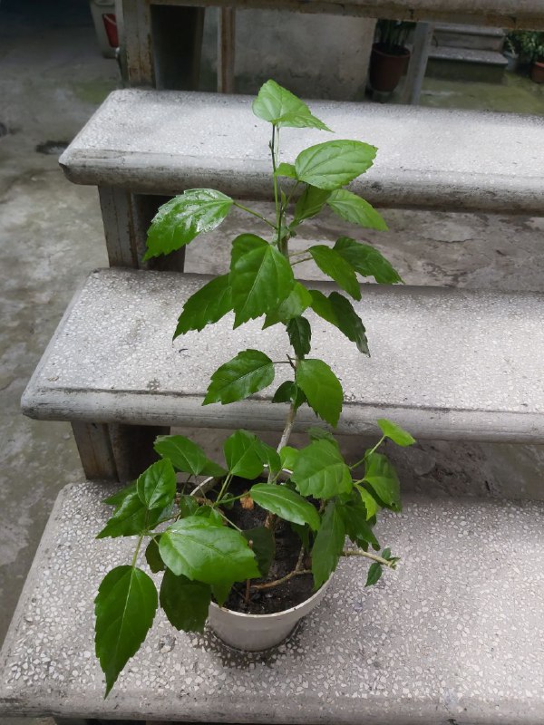 Chinese Rose Plant