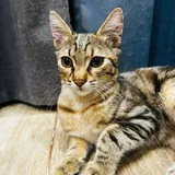 Кошка Хлоя 3