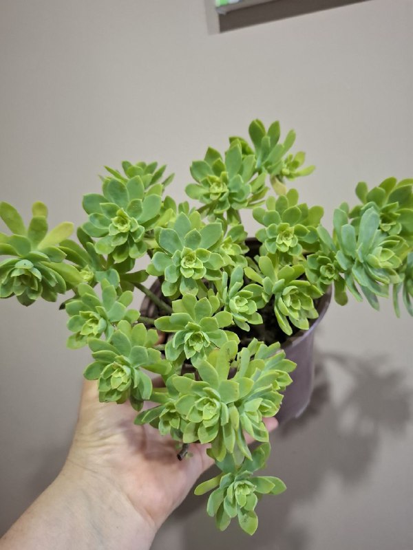 Фикусы, клеродендрум, папоротник, бегония, колеус, традесканция, марана с горшком 9