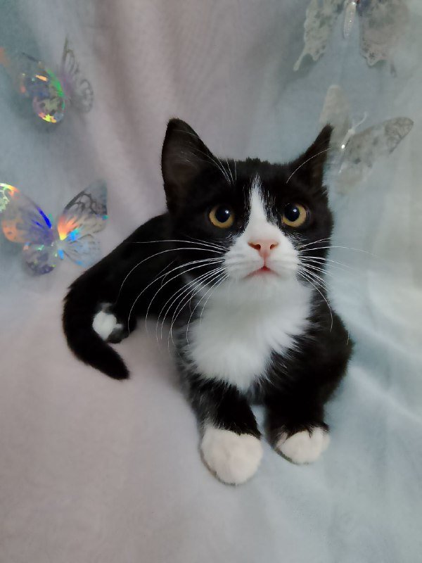 Котенок Марси