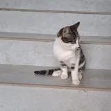 Отдаем котика 3 месяца 2