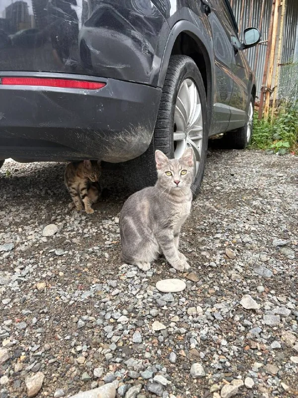 Котик