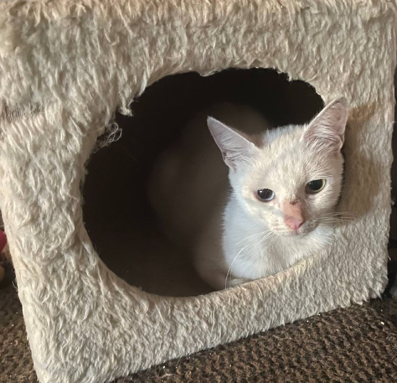 Белая кошечка с разными глазами 4