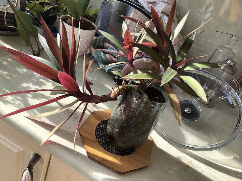 Комнатное растение традесканция рео