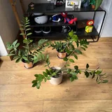 Замиокулькас, комнатные растения 3