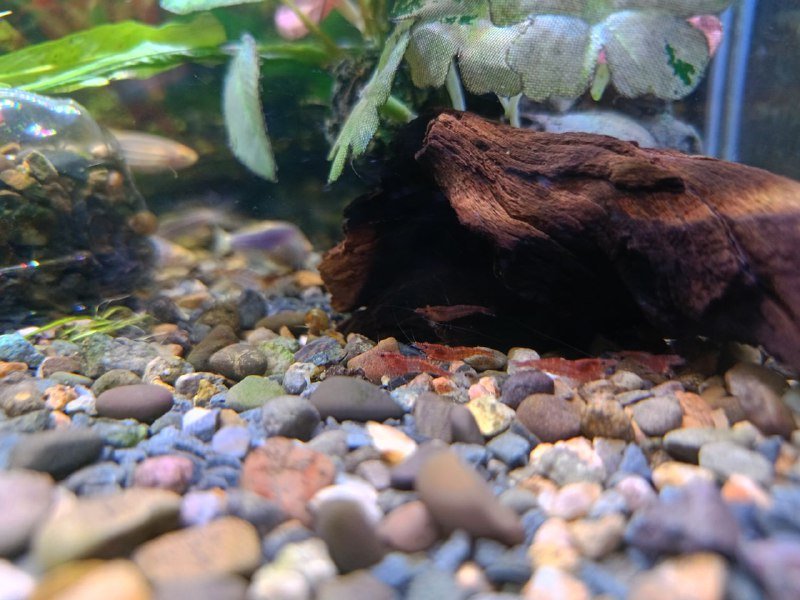 Креветки аквариумные