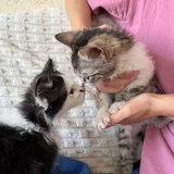 Котенок Олег 2